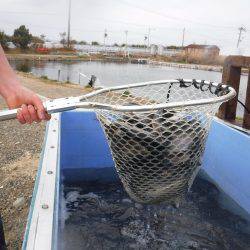 浜名湖フィッシングリゾート 釣果