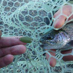 浜名湖フィッシングリゾート 釣果