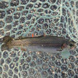 浜名湖フィッシングリゾート 釣果