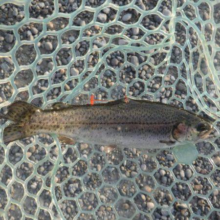 浜名湖フィッシングリゾート 釣果