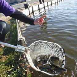 浜名湖フィッシングリゾート 釣果