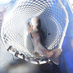 浜名湖フィッシングリゾート 釣果