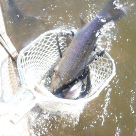 浜名湖フィッシングリゾート 釣果