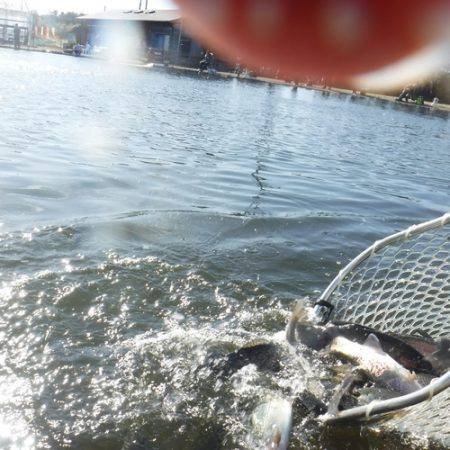 浜名湖フィッシングリゾート 釣果