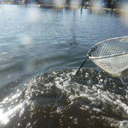 浜名湖フィッシングリゾート 釣果