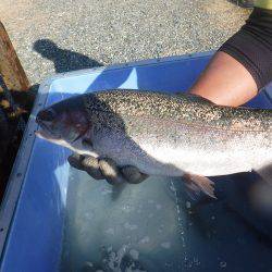 浜名湖フィッシングリゾート 釣果