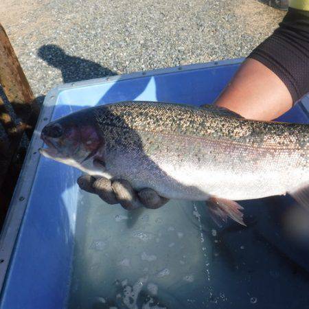 浜名湖フィッシングリゾート 釣果