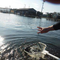 浜名湖フィッシングリゾート 釣果