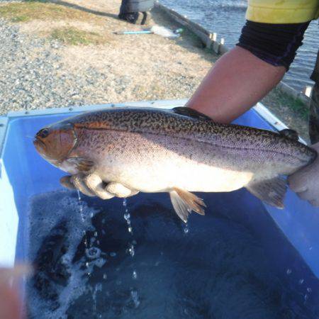 浜名湖フィッシングリゾート 釣果