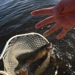 浜名湖フィッシングリゾート 釣果