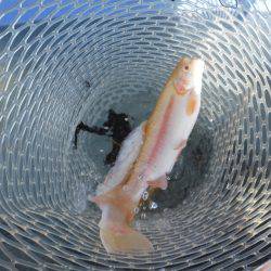 浜名湖フィッシングリゾート 釣果