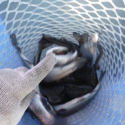 浜名湖フィッシングリゾート 釣果