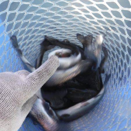 浜名湖フィッシングリゾート 釣果