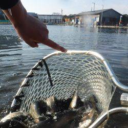 浜名湖フィッシングリゾート 釣果