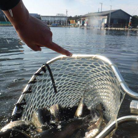 浜名湖フィッシングリゾート 釣果