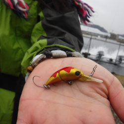 浜名湖フィッシングリゾート 釣果