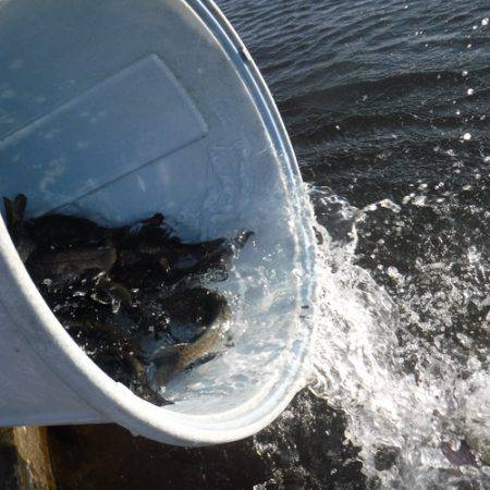 浜名湖フィッシングリゾート 釣果