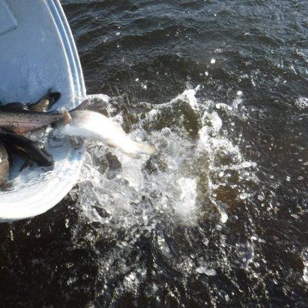 浜名湖フィッシングリゾート 釣果