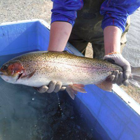 浜名湖フィッシングリゾート 釣果