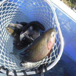 浜名湖フィッシングリゾート 釣果