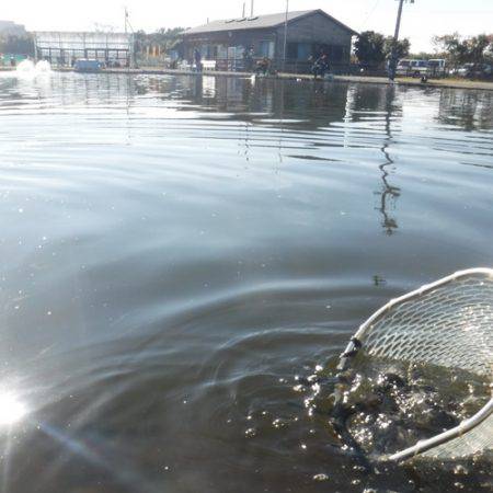 浜名湖フィッシングリゾート 釣果