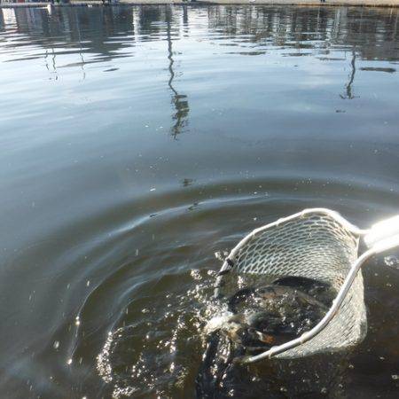 浜名湖フィッシングリゾート 釣果