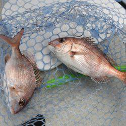 Fisherman Dreams DI 釣果