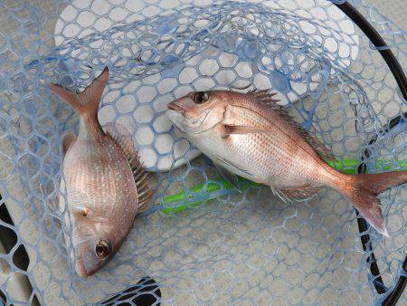 Fisherman Dreams DI 釣果