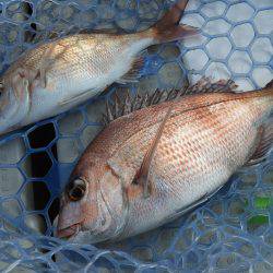 Fisherman Dreams DI 釣果