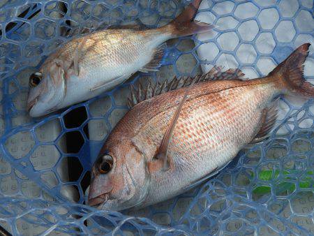 Fisherman Dreams DI 釣果