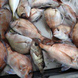 Fisherman Dreams DI 釣果