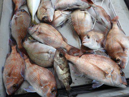 Fisherman Dreams DI 釣果