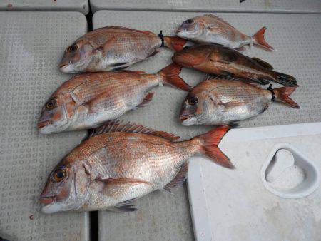 Fisherman Dreams DI 釣…