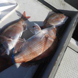 Fisherman Dreams DI 釣果