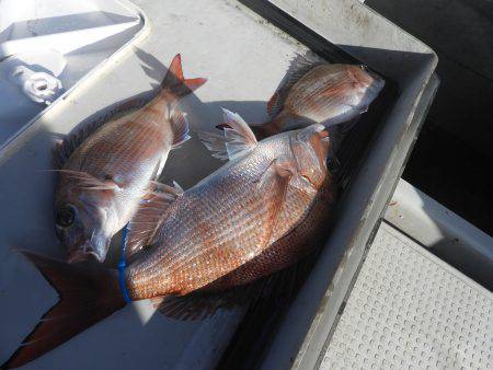 Fisherman Dreams DI 釣果