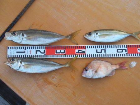 こかわ渡船　雅丸 釣果