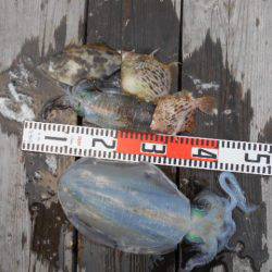 こかわ渡船　雅丸 釣果