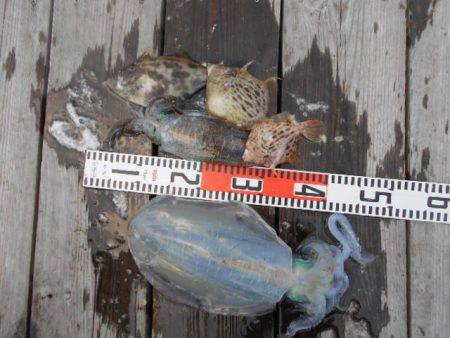 こかわ渡船　雅丸 釣果