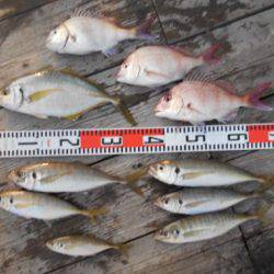 こかわ渡船　雅丸 釣果