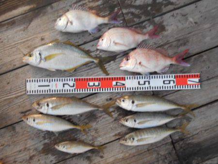 こかわ渡船　雅丸 釣果