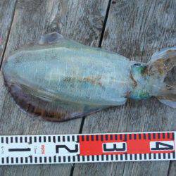 こかわ渡船　雅丸 釣果