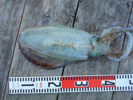 こかわ渡船　雅丸 釣果