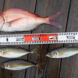 こかわ渡船　雅丸 釣果