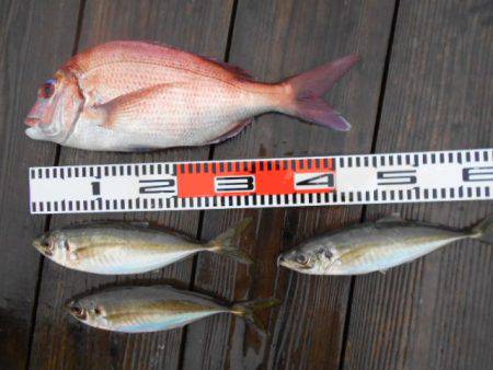 こかわ渡船　雅丸 釣果