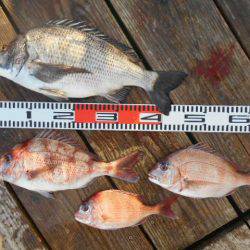 こかわ渡船　雅丸 釣果