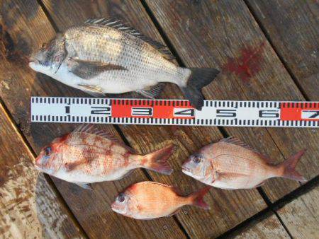 こかわ渡船　雅丸 釣果