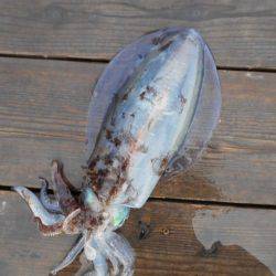 こかわ渡船　雅丸 釣果