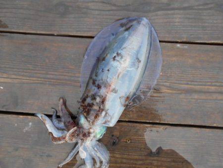 こかわ渡船　雅丸 釣果