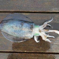 こかわ渡船　雅丸 釣果