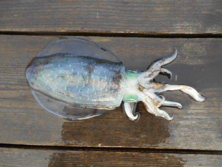 こかわ渡船　雅丸 釣果